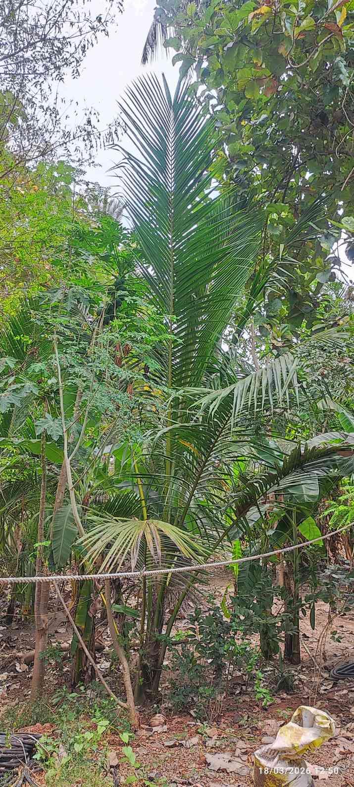 Farm House for Sale – Pallividai, No. 1 Tollgate, Trichy