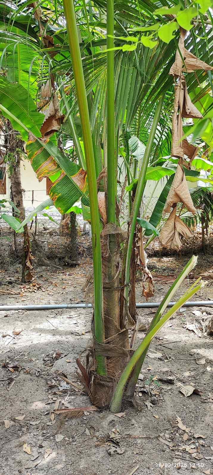 Farm House for Sale – Pallividai, No. 1 Tollgate, Trichy