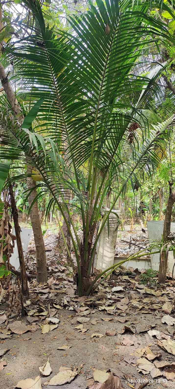 Farm House for Sale – Pallividai, No. 1 Tollgate, Trichy