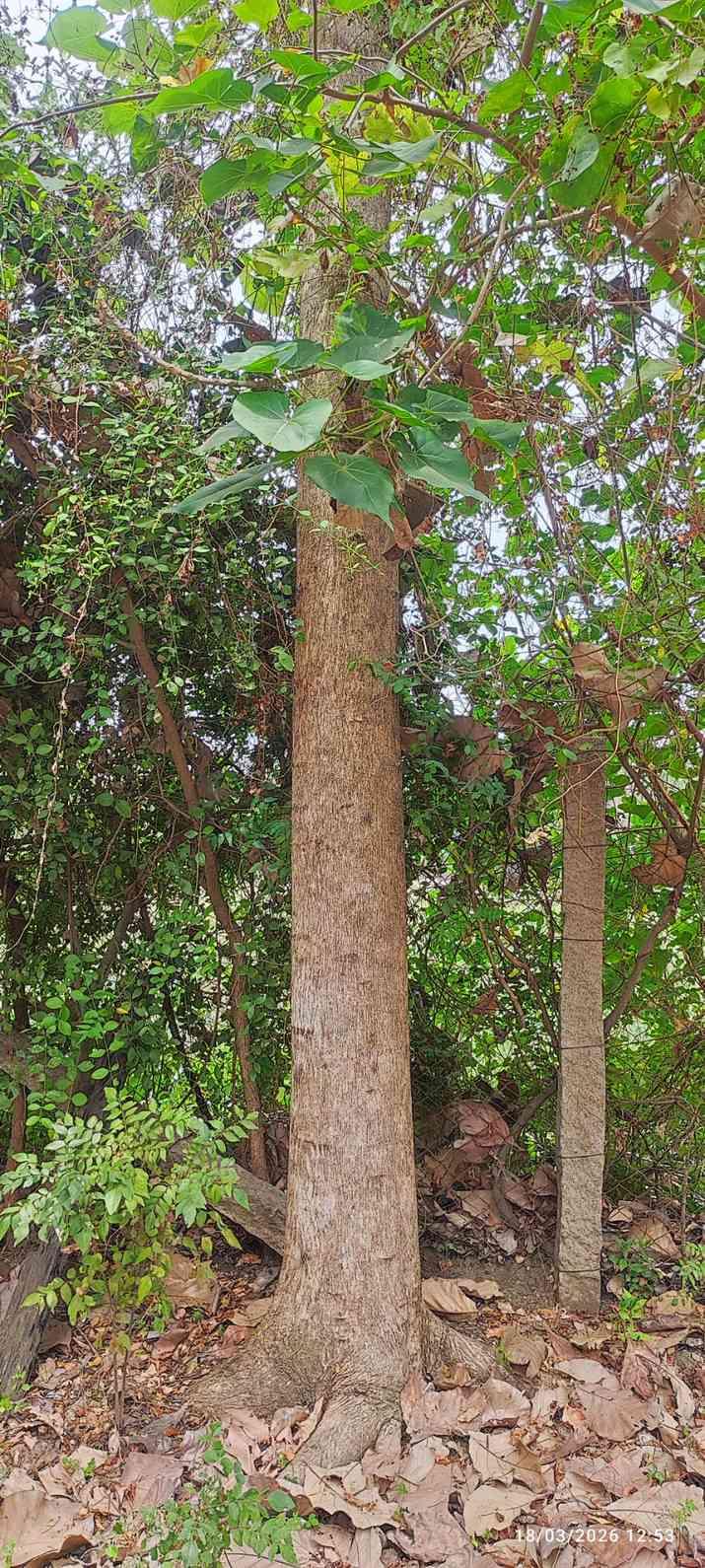 Farm House for Sale – Pallividai, No. 1 Tollgate, Trichy