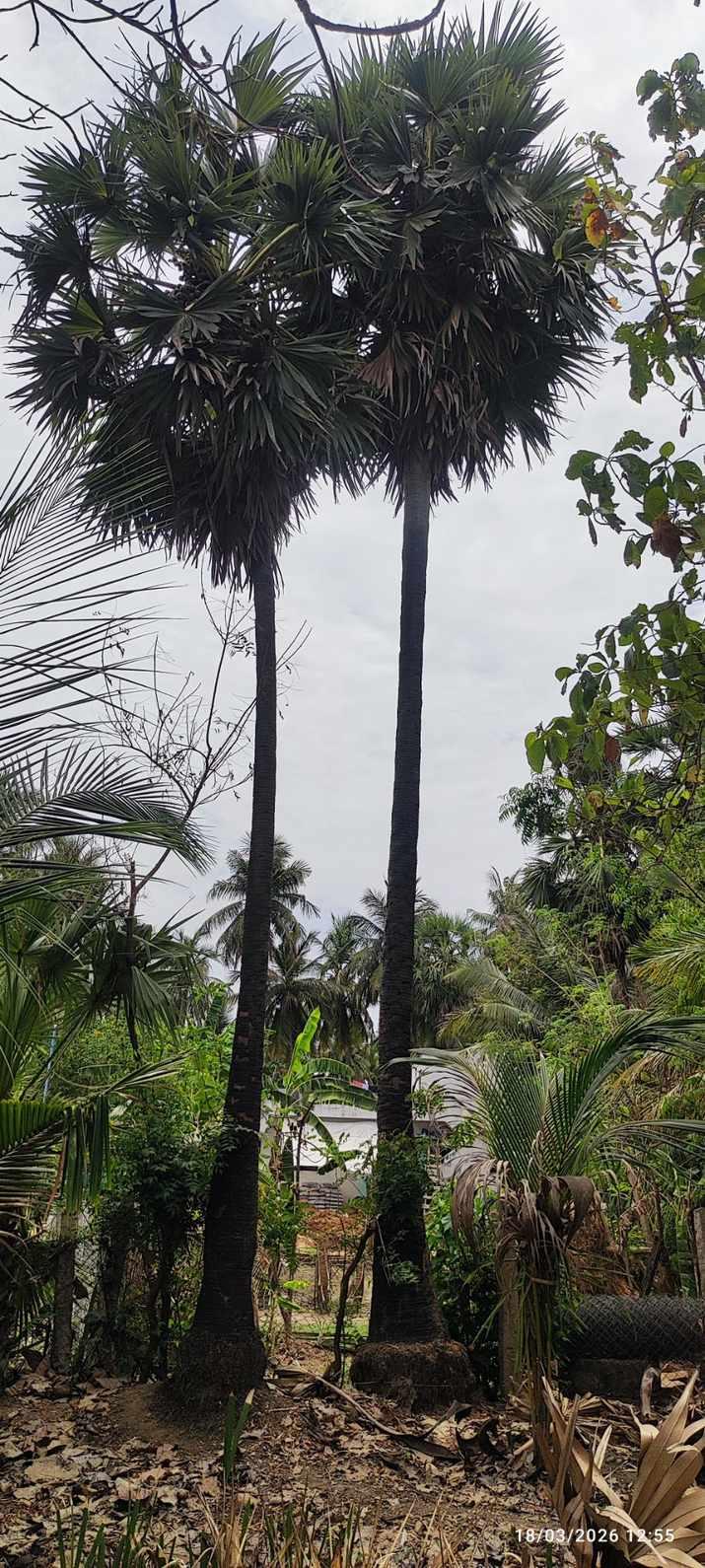 Farm House for Sale – Pallividai, No. 1 Tollgate, Trichy