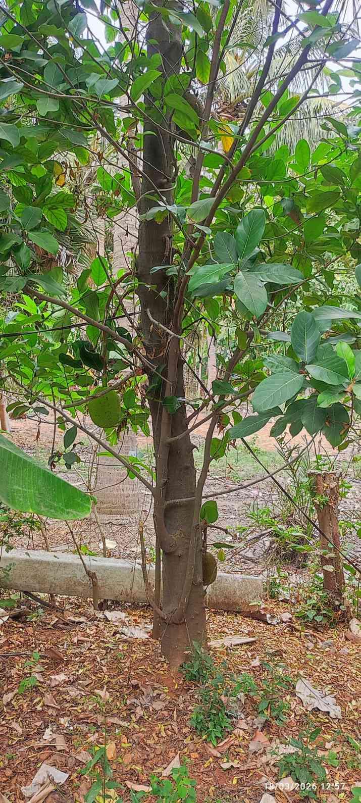 Farm House for Sale – Pallividai, No. 1 Tollgate, Trichy