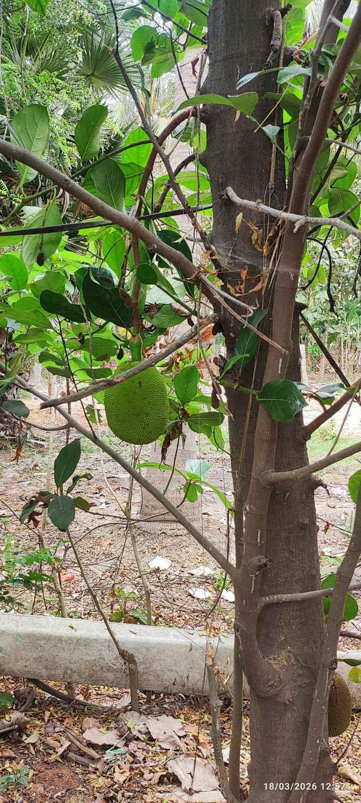 Farm House for Sale – Pallividai, No. 1 Tollgate, Trichy