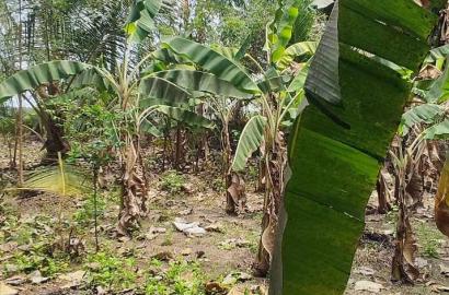 Farm House for Sale – Pallividai, No. 1 Tollgate, Trichy